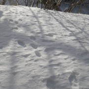 雪の上に足跡が…