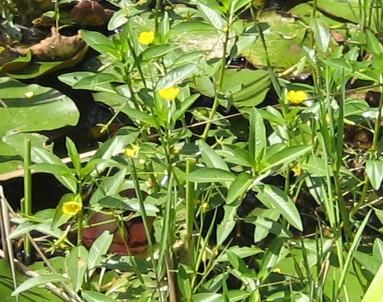 水中に生える植物で宮崎県の準絶滅危惧種に指定されています。