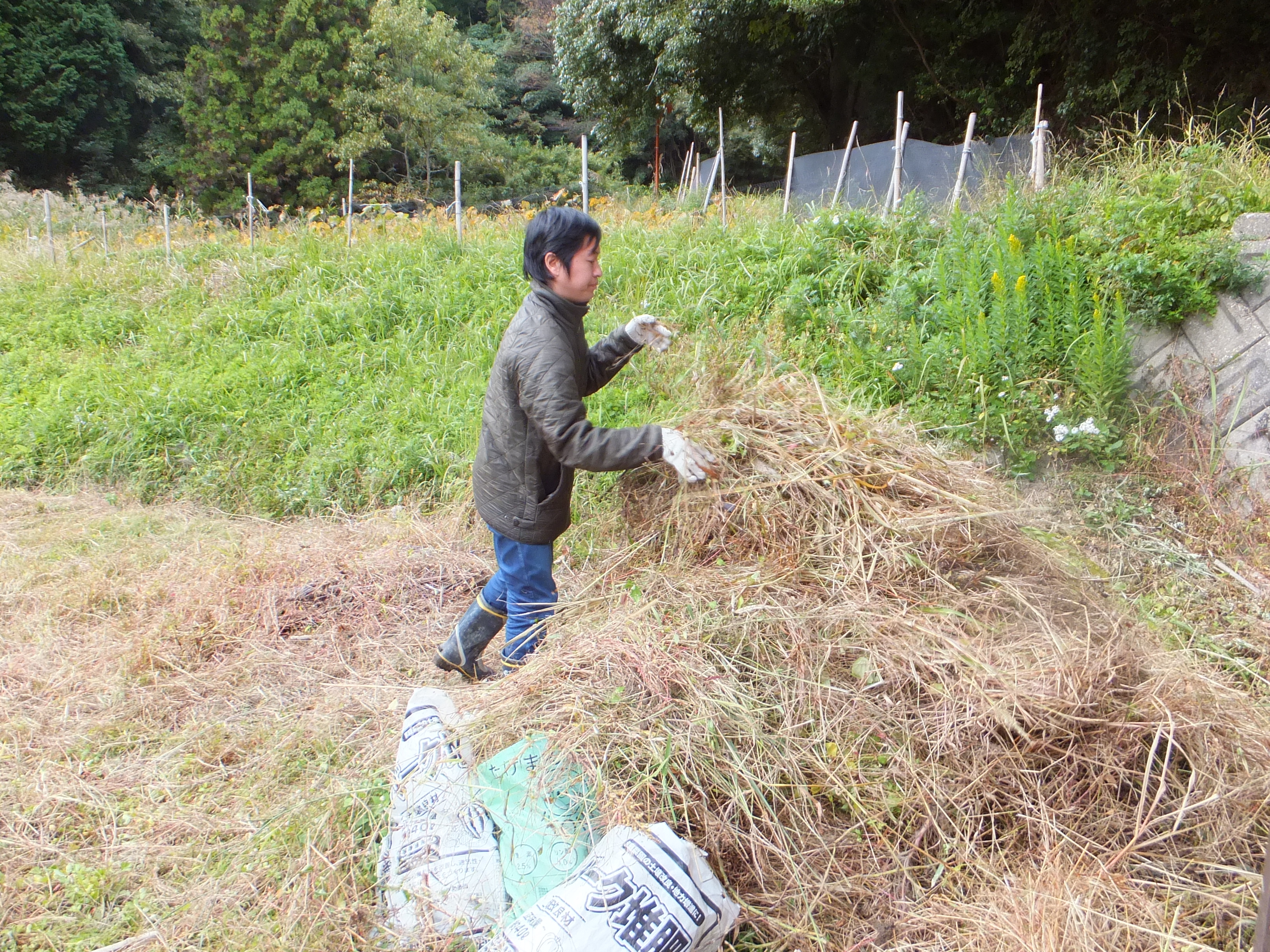 草を集める作業