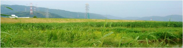 「鵜殿ヨシ原」の広さは、甲子園球場の18倍。多様な生物が息づく自然の宝箱です。