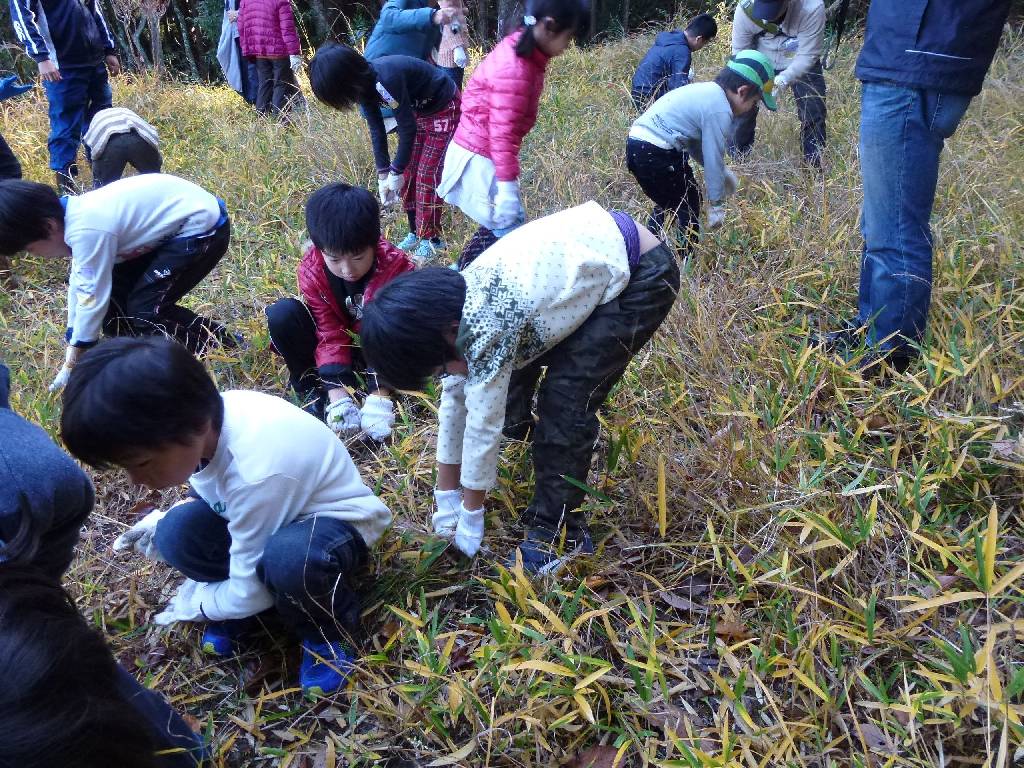 ささゆりが芽を出せるよう、草刈り