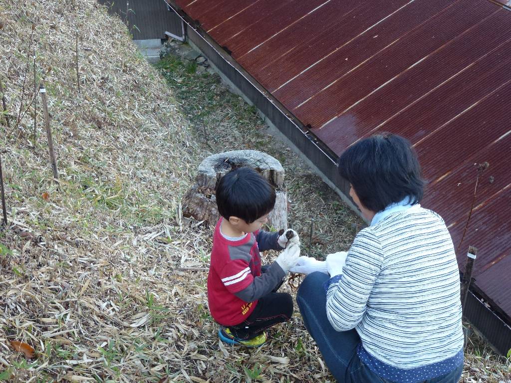 ささゆりの種取り