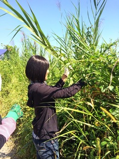 除草の様子、剪定ハサミで刈り取り