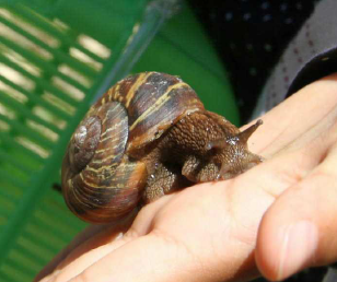 巨大なカタツムリ・ニシキマイマイ見～っけ！