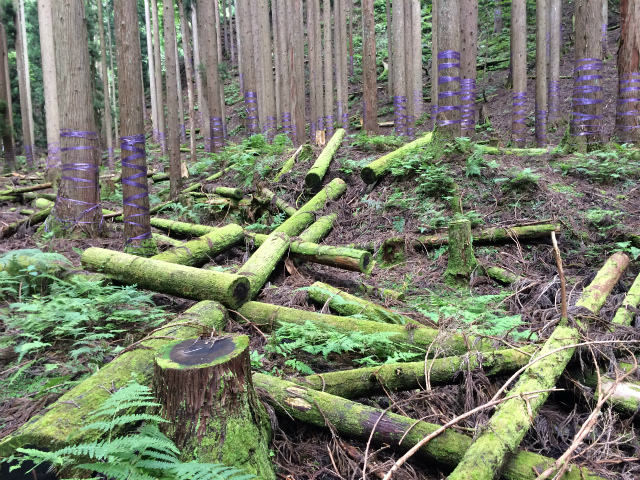 植林された森の中。杉の木の幹にはビニールのひもが巻きつけられている。