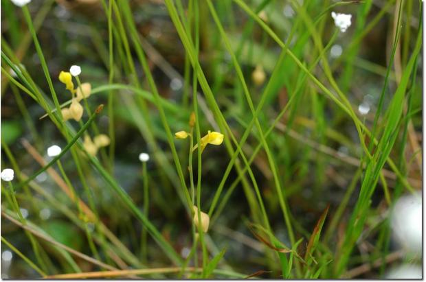 Point　食虫植物を探索してみよう！