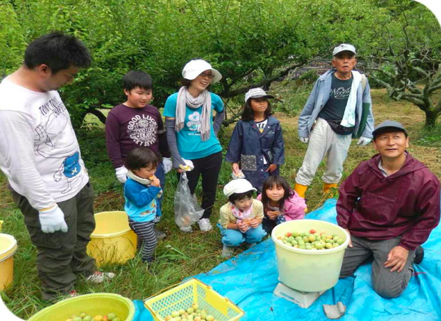 収穫したウメの重量計測