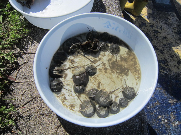 昨年はこんなに小さいカブトガニが子どもたちから見つけられました（もちろん海にリリース）