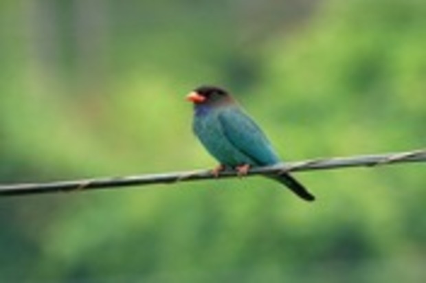 幸せの青い鳥 ブッポウソウ