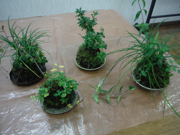 散策で拾った植物を使って、コケ玉を作ります