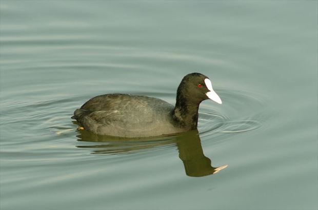 オオバンもその他の鳥も待っています。