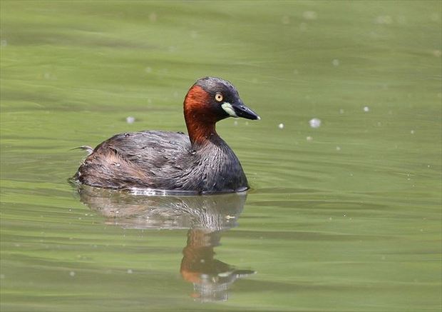 カイツブリもオオバンの池にいます