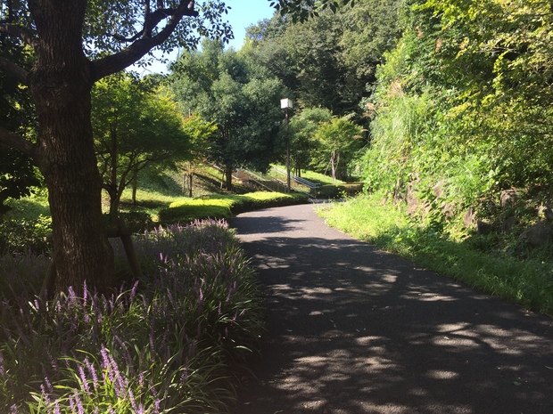 城山公園は自然豊かな公園です