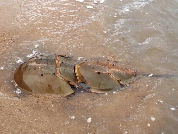 生きているカブトガニを目前で観察します