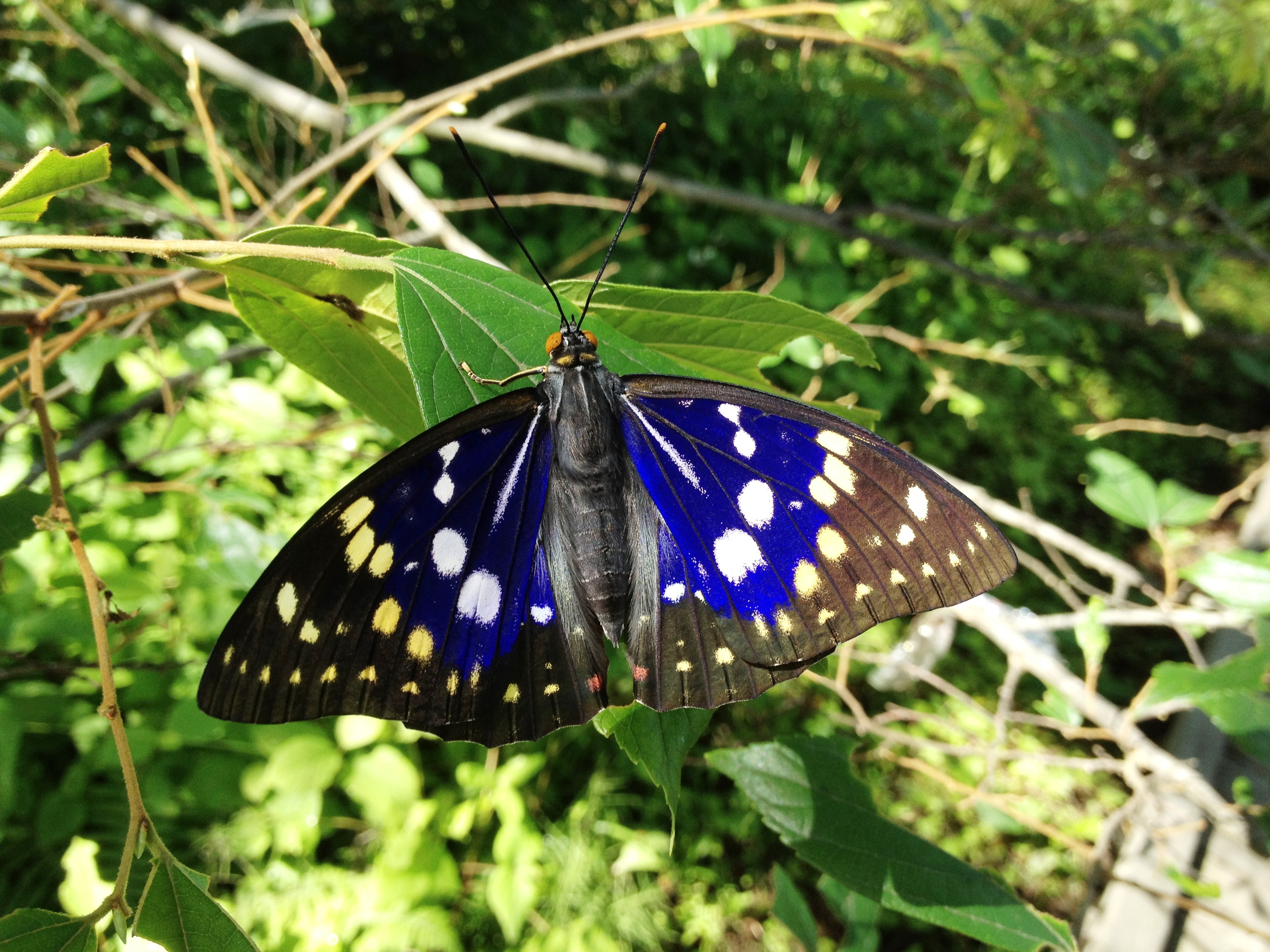 山梨 | イベント： 国蝶オオムラサキの棲む里山体験 ～チョウの観察と