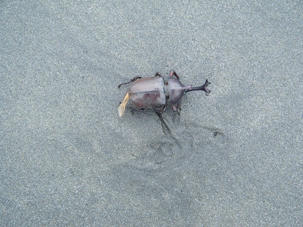 カブト虫も飛んできます