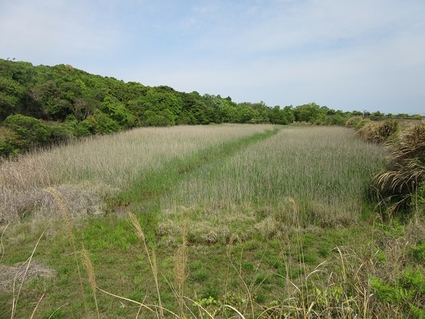 生息地の池