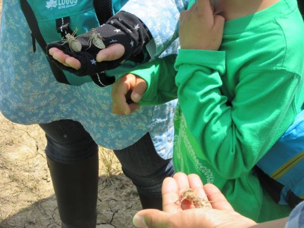 子どもたちはヤゴの抜け殻を発見しておお喜び！