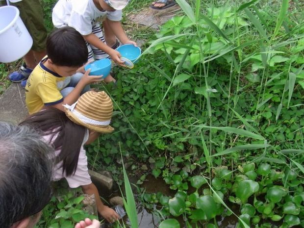 ビオトープには生き物がいろいろいます。