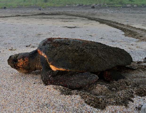 釣が埼海岸に上陸したアカウミガメ