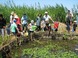 盛夏の木場潟　生きもの調べ＆自然観察会