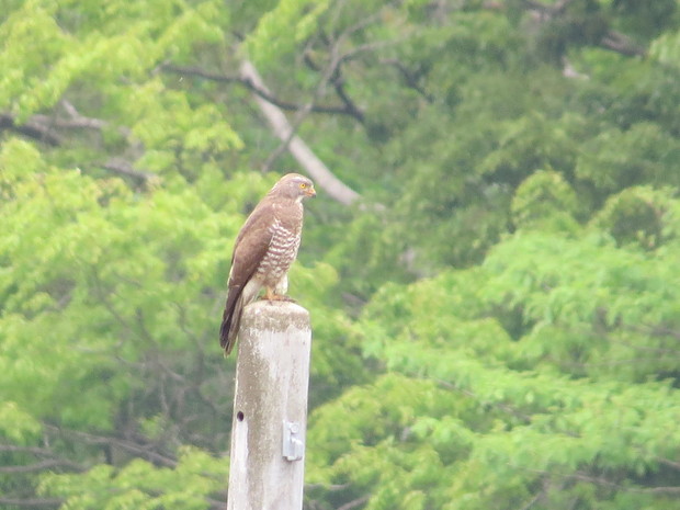 里山林と谷津田で暮らすサシバ