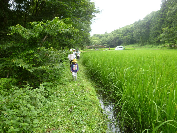 谷津田は里山の間に入り込んだ狭い田んぼ。森と田んぼと人間が一体の営みでできています。