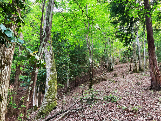 “広い葉っぱ”の名田庄の森