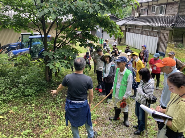 ウマノスズクサ、和ハーブとしての見方