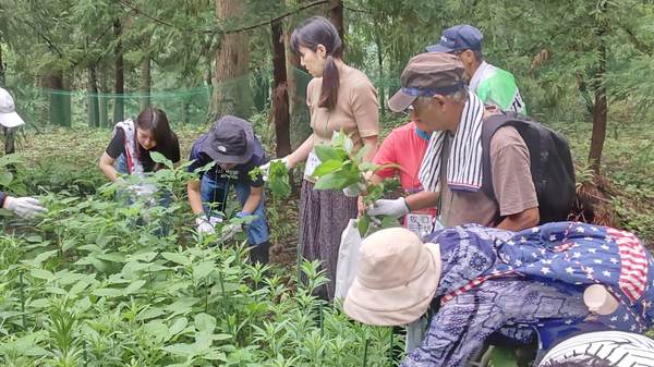 フジバカマ除草作業