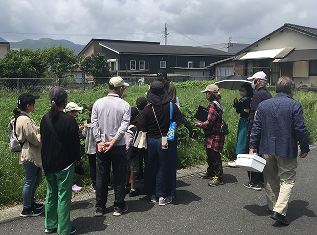 道中に生育する植物を観察