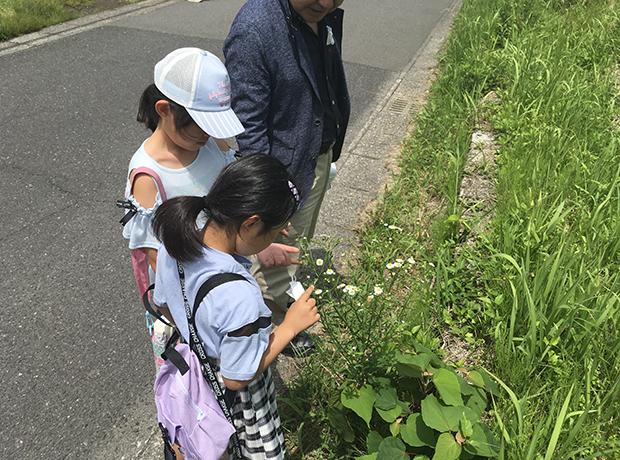 道中に生育する植物を観察