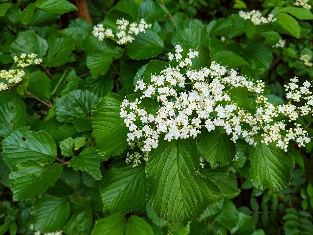 植物2.jpg
