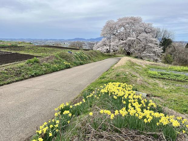 会場となる大崎山公園（信濃川の水害対策、上から見てみよう）