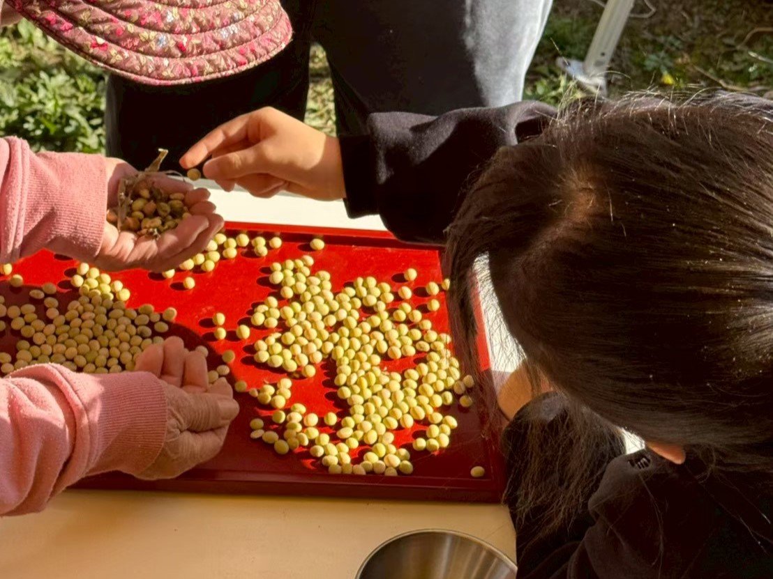 大豆の選別.jpg
