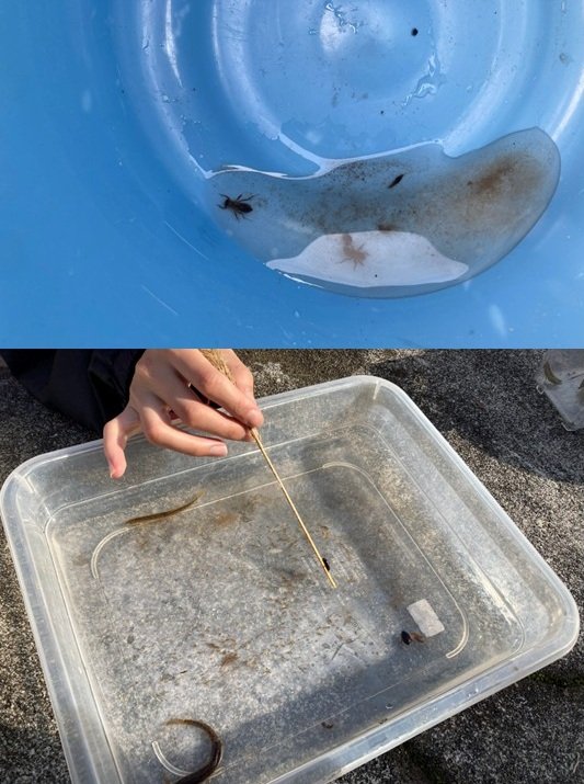 ⑥生き物をトレーに入れて観察.jpg