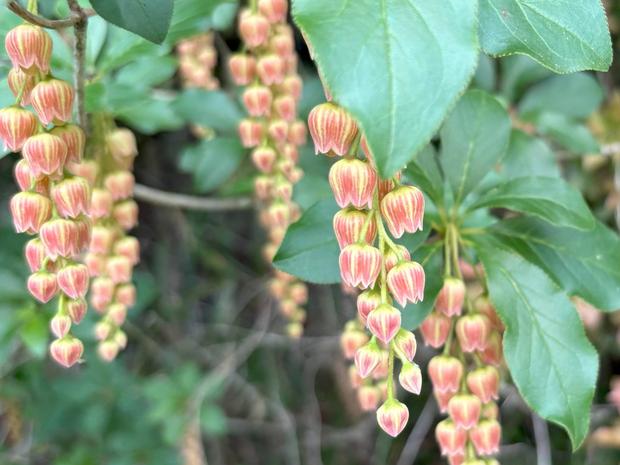 カイナンサラサドウダン