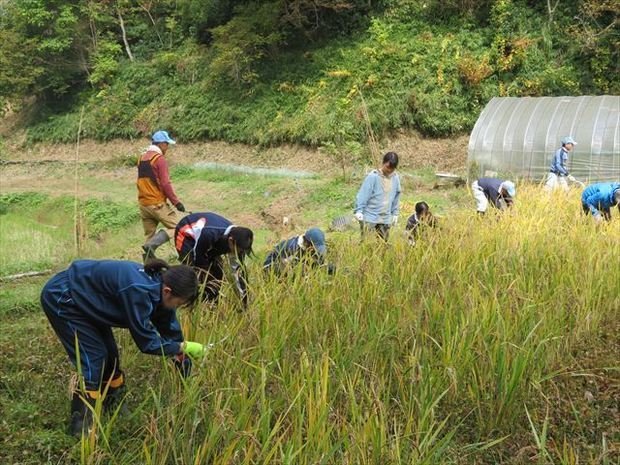 5月に植えた苗を収穫
