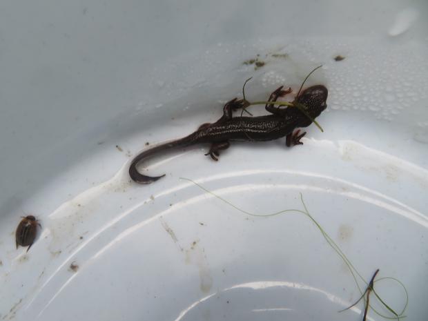 アカハライモリの生態を観察