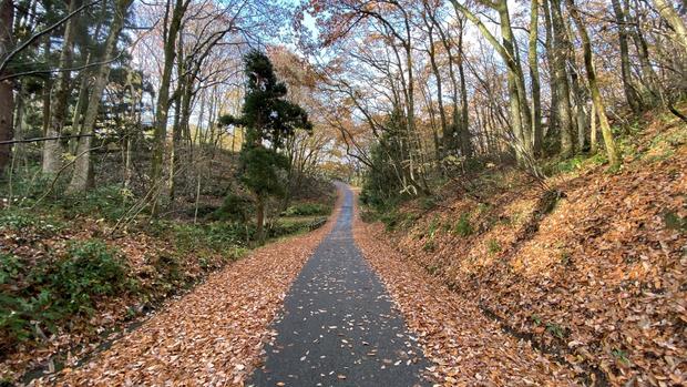 紅葉の秋の里山で、植物の様子を観察しながら歩きます