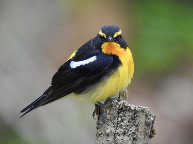 今年の夏に公園内に生息していたキビタキ