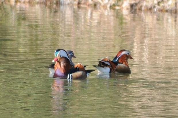 オシドリ（大分県・準絶滅危惧種）江口初男氏撮影