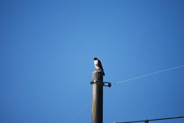 観察会の始めにあらわれた”ノスリ”　参加者よりガイドが興奮してました