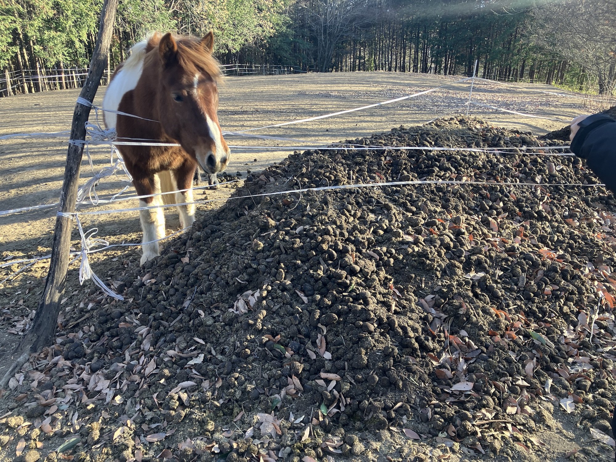 埼玉 | イベント： 馬と触れ合い 、馬糞堆肥づくり体験 | SAVE JAPAN
